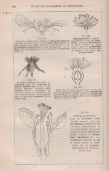 Leunis, J.: Synopsis der Pflanzenkunde. Synopsis der drei Naturreiche. 2. Theil: Botanik