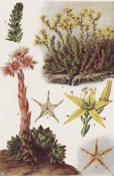 Schmeil, O. & Seybold, A.: Lehrbuch der Botanik. Band 1: Morphologie der Blütenpflanzen